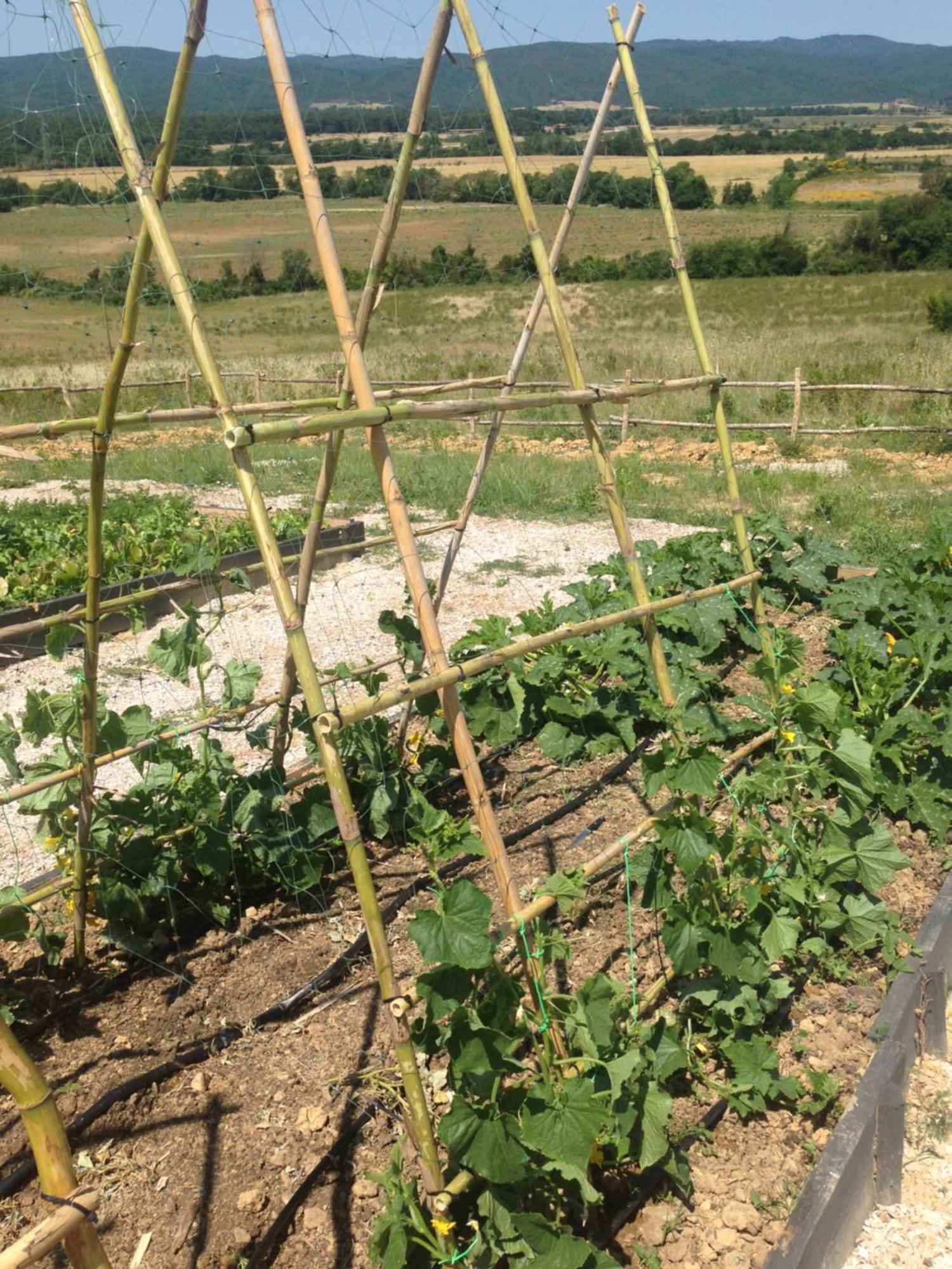 Wine Resort Conti Di San Bonifacio Ribolla エクステリア 写真