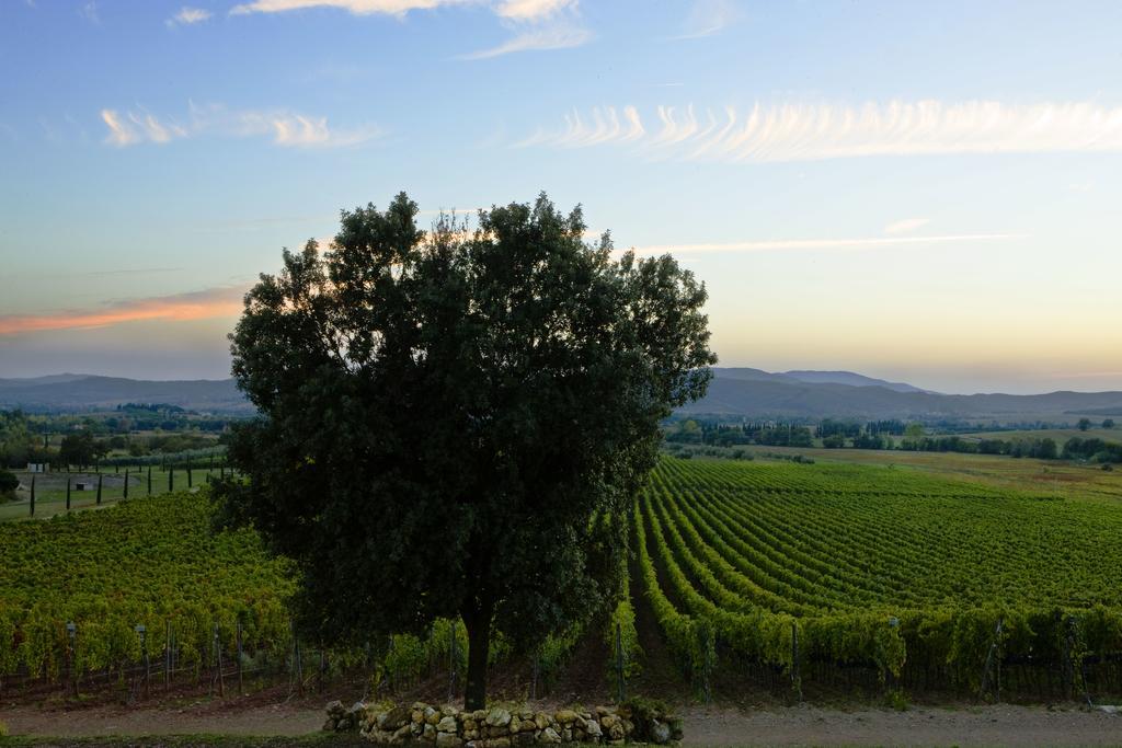 Wine Resort Conti Di San Bonifacio Ribolla エクステリア 写真